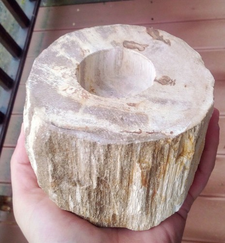 1266gr 114x70mm bois - , fossile