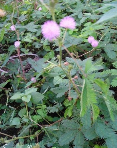 Mimosa sensitive pudique - ♫, pudique'