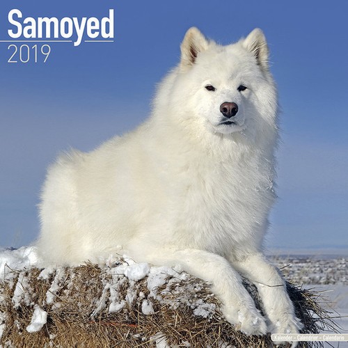 Calendrier 2019 samoyede - calendrier,