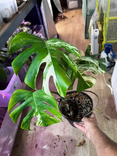 Monstera albo variegata small - albo,