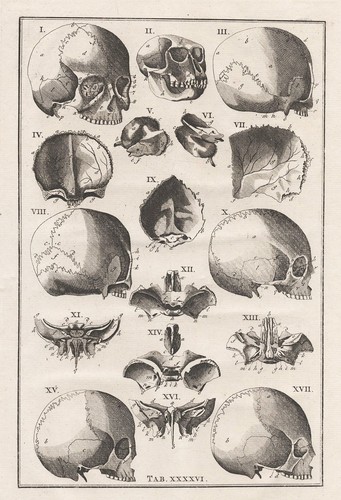 Crâne humain anatomie - humain,