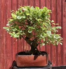 BONSAÏ À FLEURS DURANTA