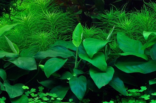 Plante aquarium anubias - plante,