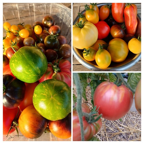 Lot tomates variétés - tomates,