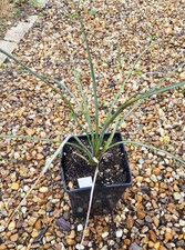 Yucca periculosa / Conteneur