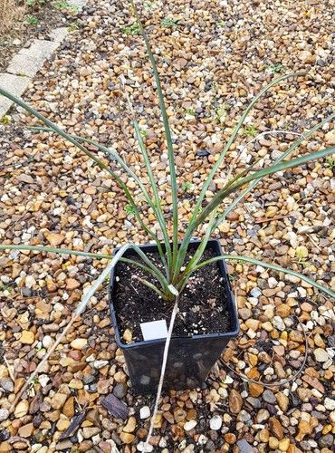 Yucca periculosa conteneur - periculosa,