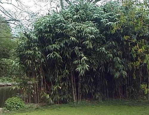 Bambou geant pseudosasa - bambou,