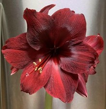 RED PEARL Extra Large