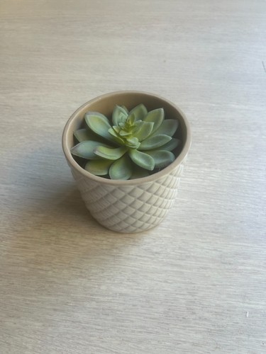 Plante intérieur pot - plante,