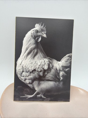 Affiche murale poule noir - murale,