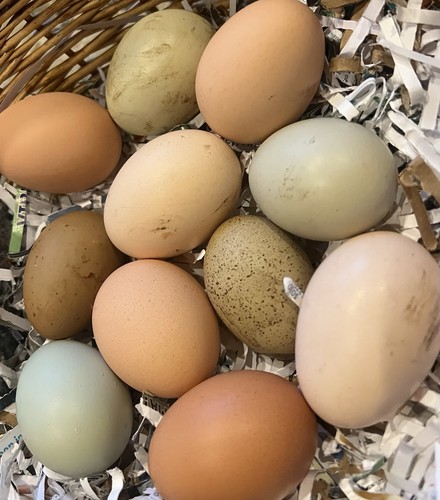 Eggs ayam cemani - 12, cemani,