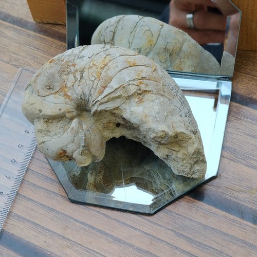 Grand fossile nautile moule - fossile,