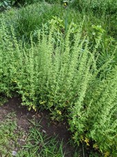 100 graines Ambrosia mexicana