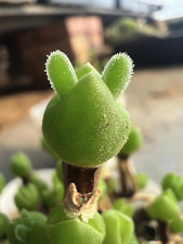 RARE DICROCAULON RAMULOSUM exotic cactus mesembs caudex aloe cacti seed 30 SEEDS