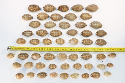 Cypraea 55 - ),