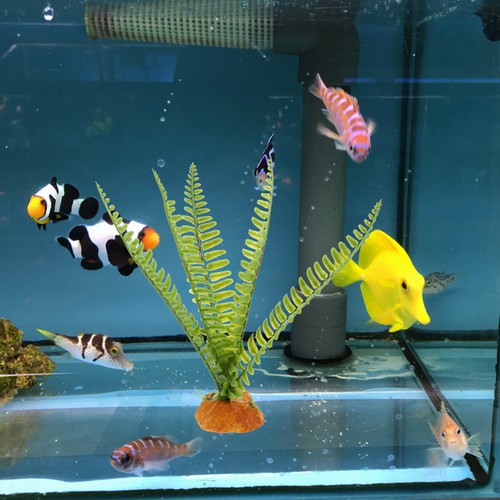 Plantes reptiles - plantes,