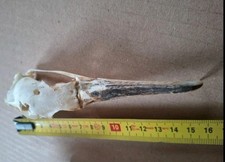 Crâne de mouette naturel –