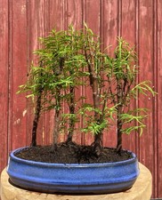 BONSAÏ FORÊT DE METASEQUOIA