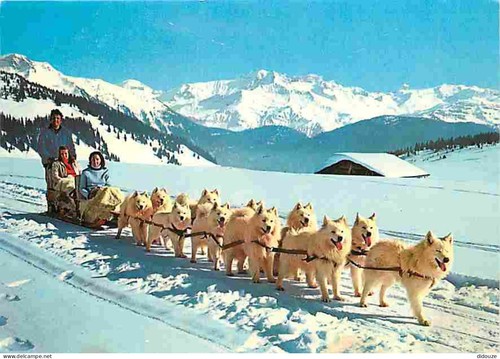Carte postale animaux - carte,