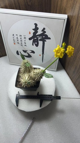 Pachypodium rosulatum
