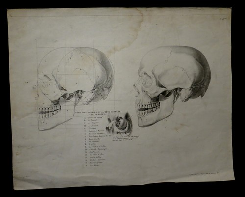 Medecine anatomie chirurgie - anatomie,