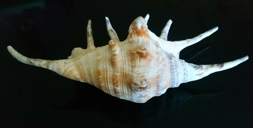Coquillage lambris exotique - coquillage, /