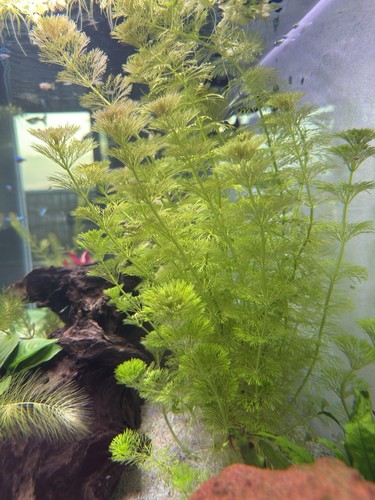 Limnophila sessiliflora - limnophila,