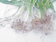 20 Mini Bulbes Ail des Ours