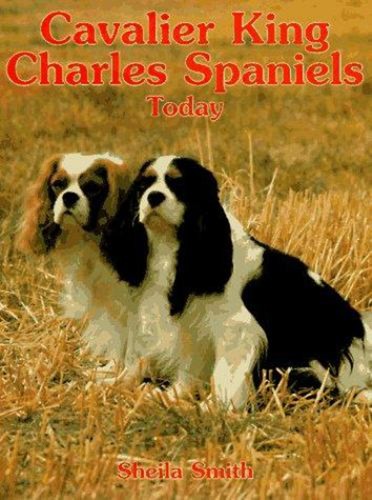 Cavalier king charles - cavalier,