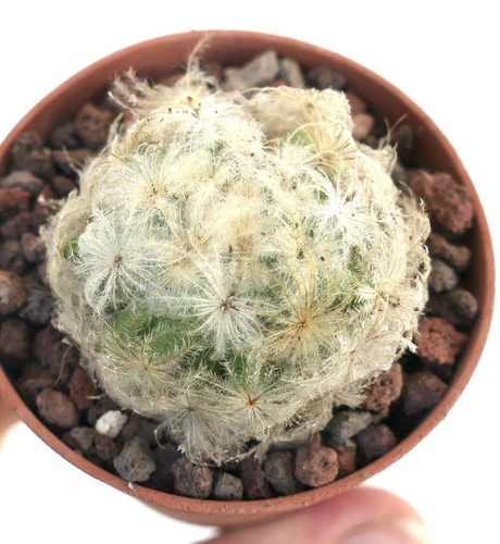 Mammillaria plumosa cl93 - mammillaria,