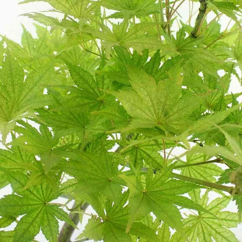 Acer palmatum reticulatum - acer,