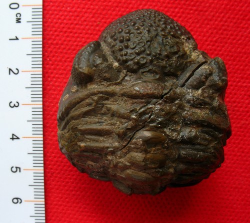 Trilobite dévonien rana - du, :