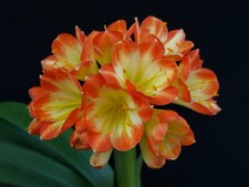 Clivia N°52 Seven Desire X Seven Bells