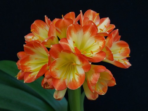 Clivia seven desire x - desire,