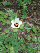 Hibiscus  Cannabinus (10 Seeds )