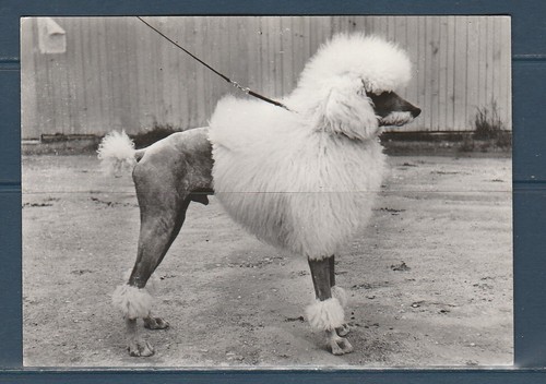 Cpsm vers 1960 nature - 1960,