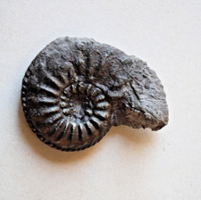 Fossile Ammonite du Toarcien