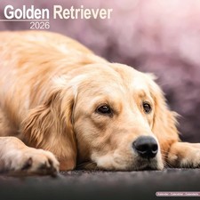 CALENDRIER  GOLDEN RETRIEVER  2026