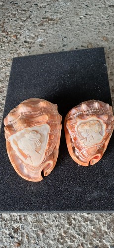 Lot coquillages sculpté - coquillages,