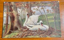 CPA - Couleur - 2 cygnes près