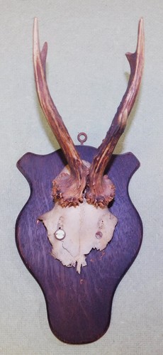 Ancien trophee chasse - ancien,