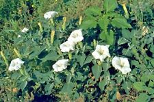 50 JIMPSON WEED DATURA SEEEDS - Datura stramonium