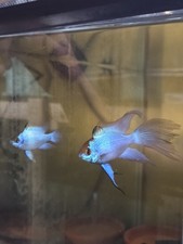 Premium Proven Pair Electric