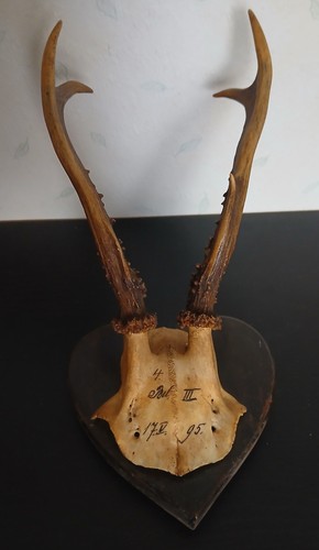 Trophée chasse cornes bois - cornes,