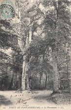 77 FORET FONTAINEBLEAU PHARAMOND - 7761