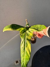 philodendron holtonianum variegata