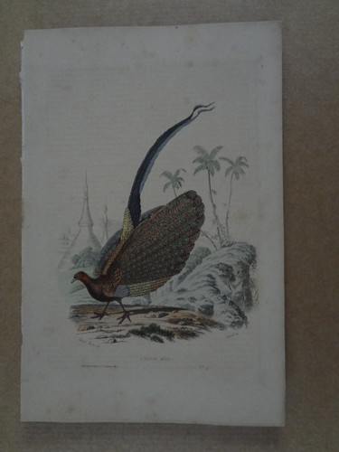 Gravure xix oiseau argus - :,