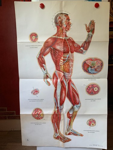 Ancienne affiche medicale - ancienne,