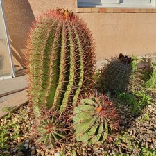 Cactus - FEROCACTUS Pilosus -
