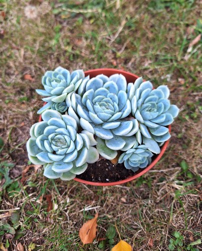 Echeveria elegans cluster - ,